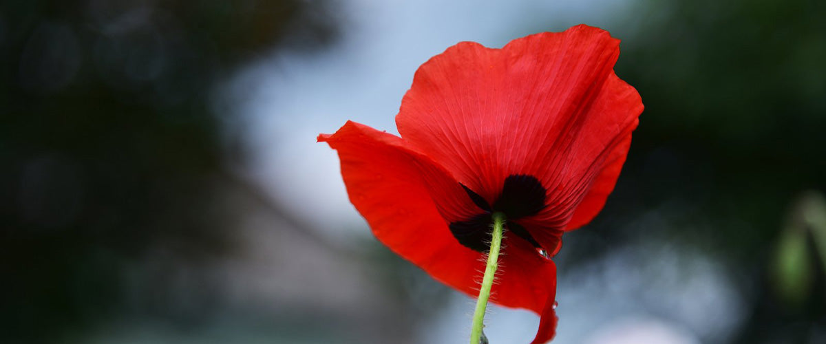 Remembrance Day