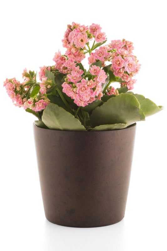 Potted Kalanchoe