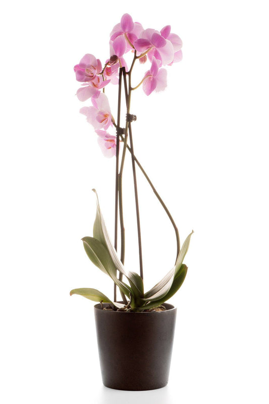 Potted Purple Orchid