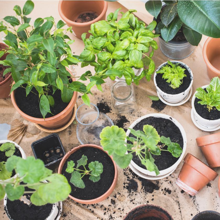 Potted Plant Subscription