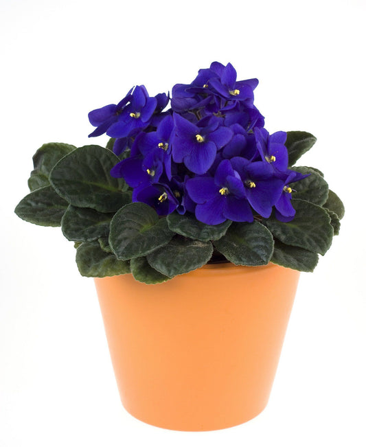 African Violet - Blue